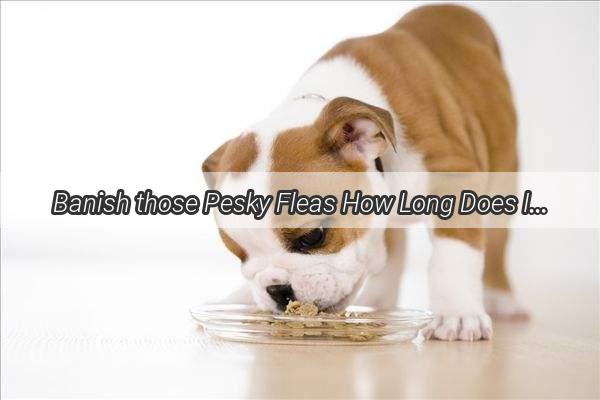 Banish those Pesky Fleas How Long Does It Take for Your Dog to See Results from Ivermectin